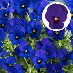 Afbeelding van Viola P9 kleinbloemig Bleu blotch
